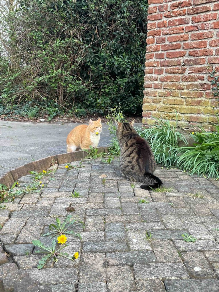 Zwei Katzen schauen sich an